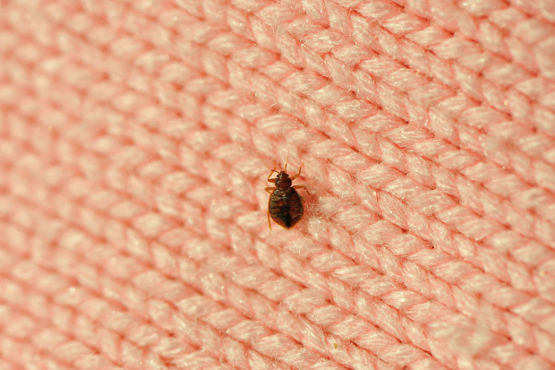 Bed-Bug-Treatment - Galt Best Pest Pros | Galt, CA | 209-440-7224