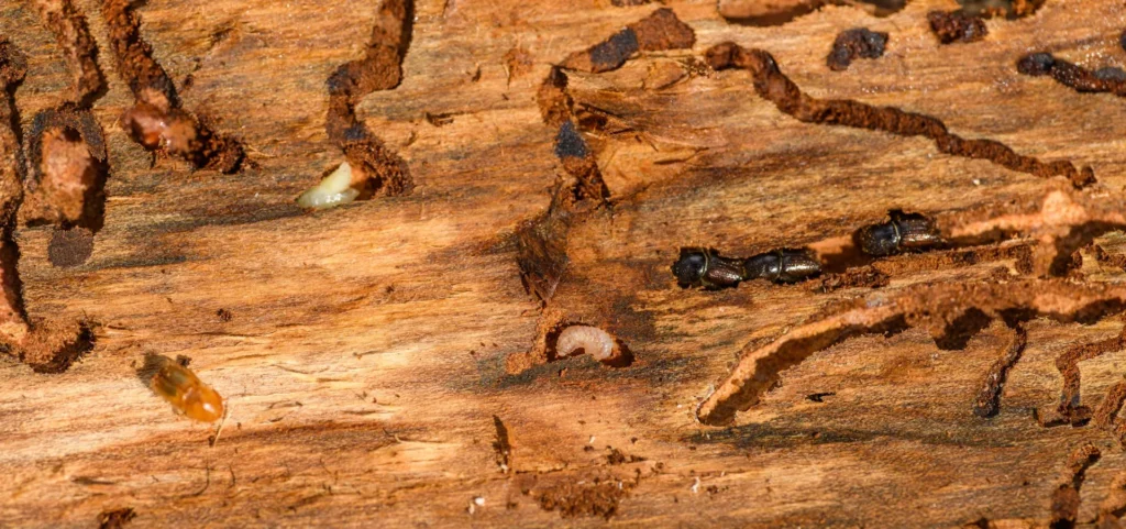 Is Your Home at Risk for Termite Damage - Galt Best Pest Pros | Galt, CA | 209-440-7224