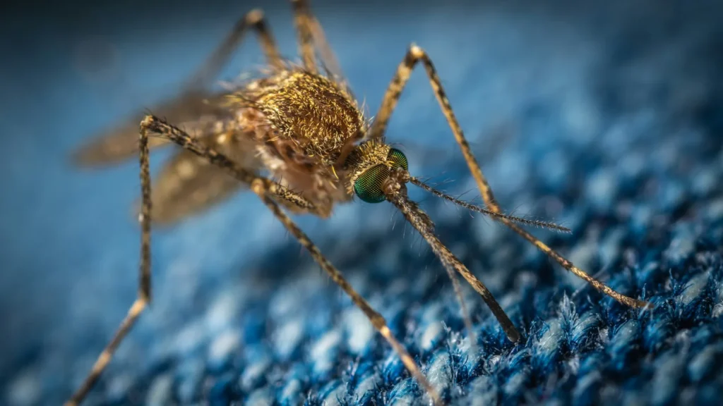 Mosquito Control - Galt Best Pest Pros | Galt, CA | 209-440-7224