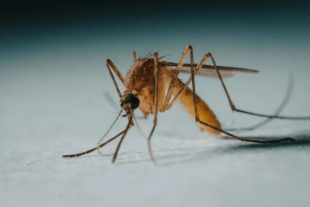 Protect Your Family from Mosquito-Borne-Diseases - Galt Best Pest Pros | Galt, CA | 209-440-7224