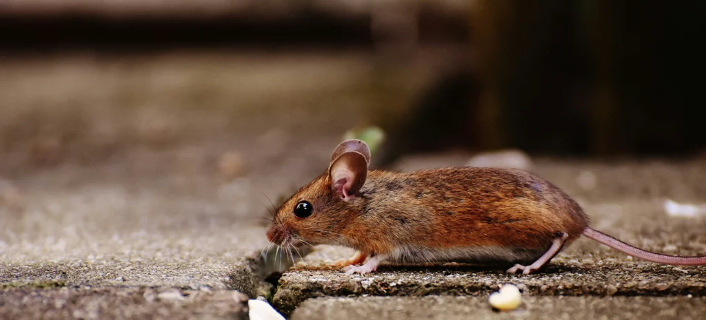 Residential-Commercial-Rodent-Solutions - Galt Best Pest Pros | Galt, CA | 209-440-7224