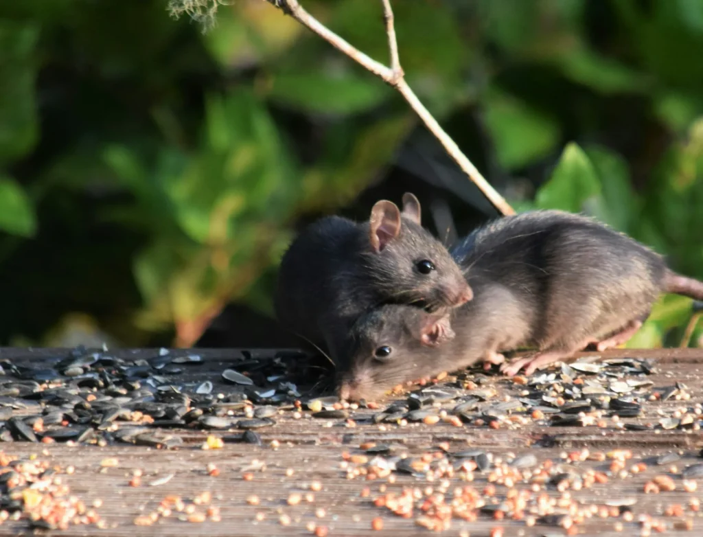 Rodent-Removal - Galt Best Pest Pros | Galt, CA | 209-440-7224