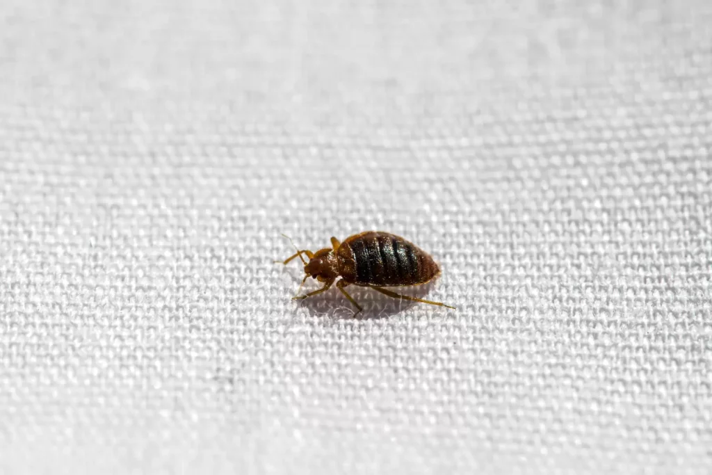 Why Bed Bug Heat Treatments Work Best - Galt Best Pest Pros | Galt, CA | 209-440-7224